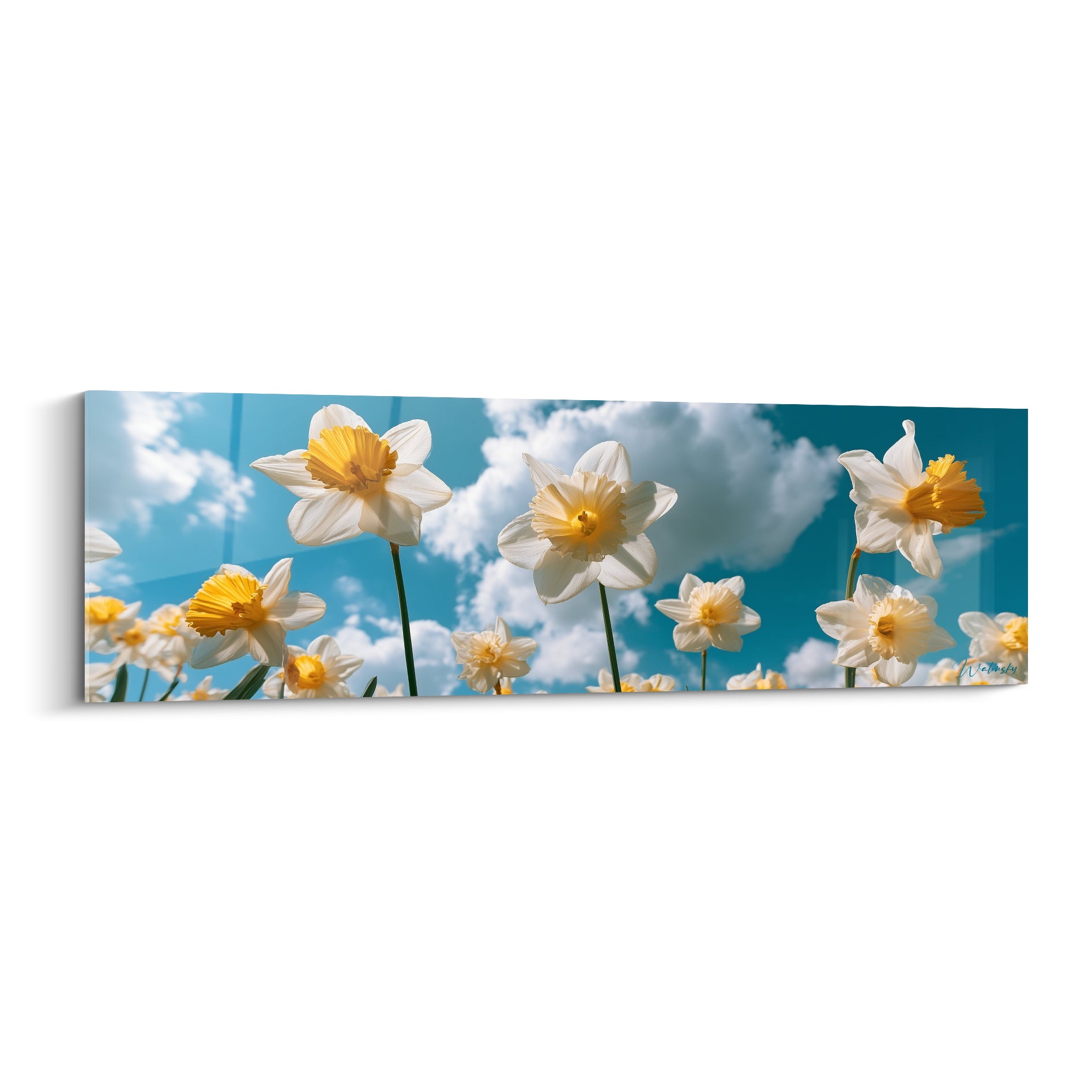 Jonquilles blanches aux cœurs jaunes contre un ciel bleu turquoise et des nuages blancs