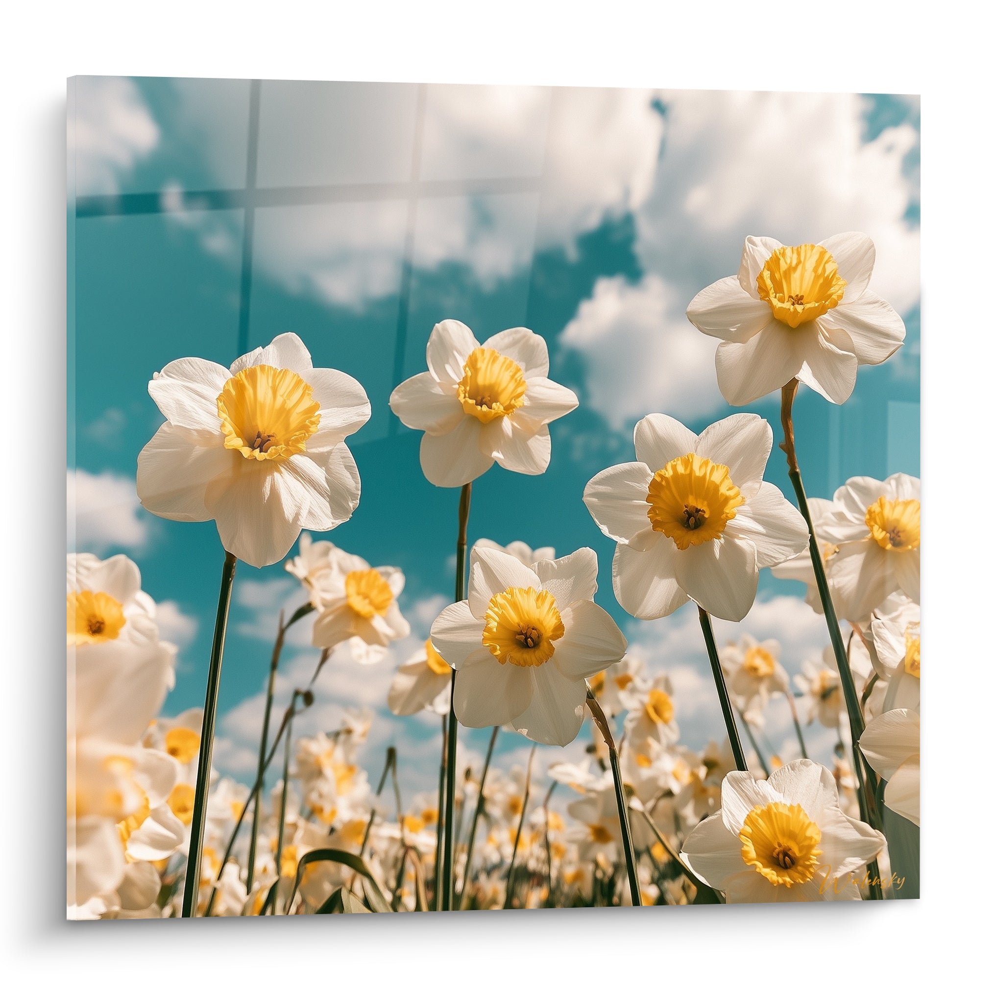 Jonquilles blanches aux cœurs jaune doré s'élevant sous un ciel turquoise nuageux