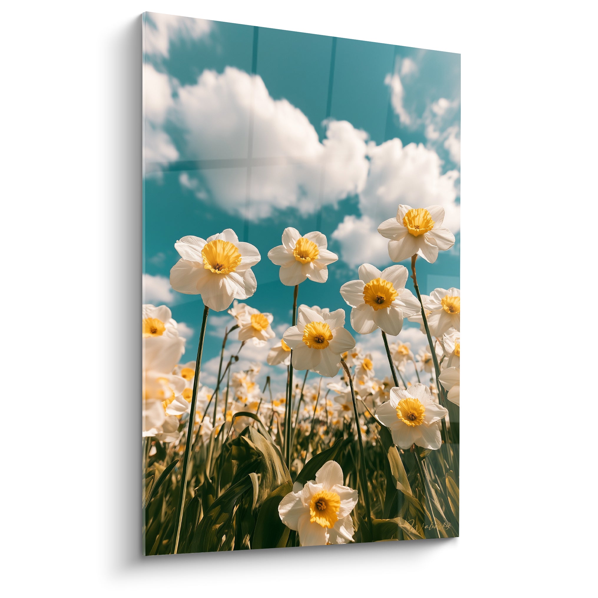 Jonquilles blanches à cœur jaune dressées vers un ciel bleu turquoise nuageux, pétales lumineux