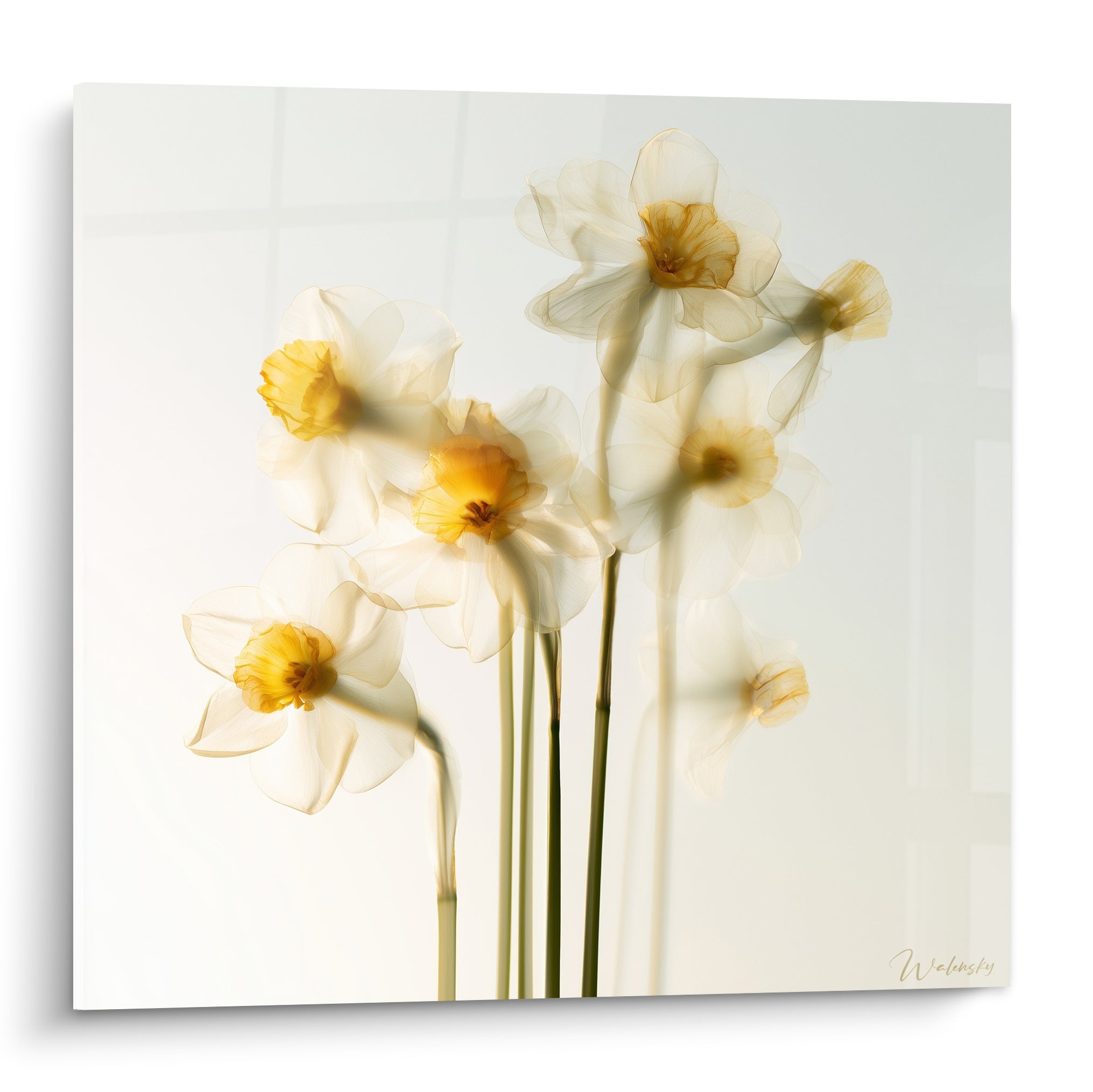 Jonquilles blanches translucides aux cœurs dorés sur fond ivoire, style aquarelle vaporeux