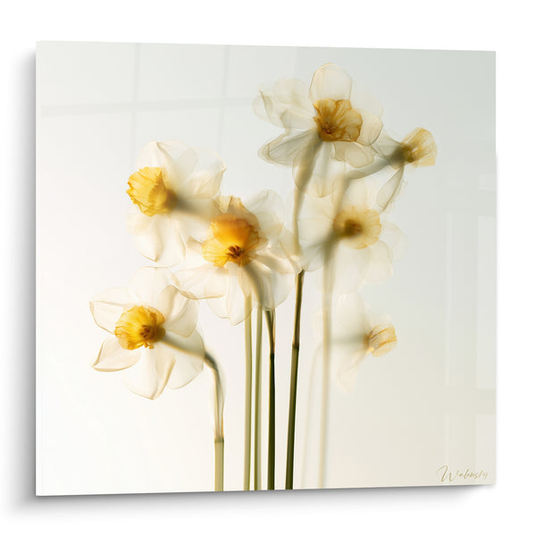 Tableau Jonquilles translucides blanches et jaunes en transparence - Effet radiographique floral - Edition Jonquille
