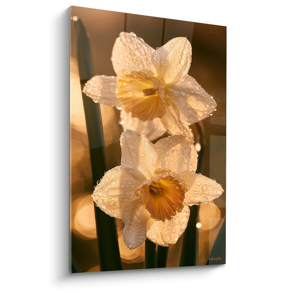 Tableau Jonquilles blanches et ambrées aux gouttes scintillantes - Bokeh lumineux doré - Edition Jonquille