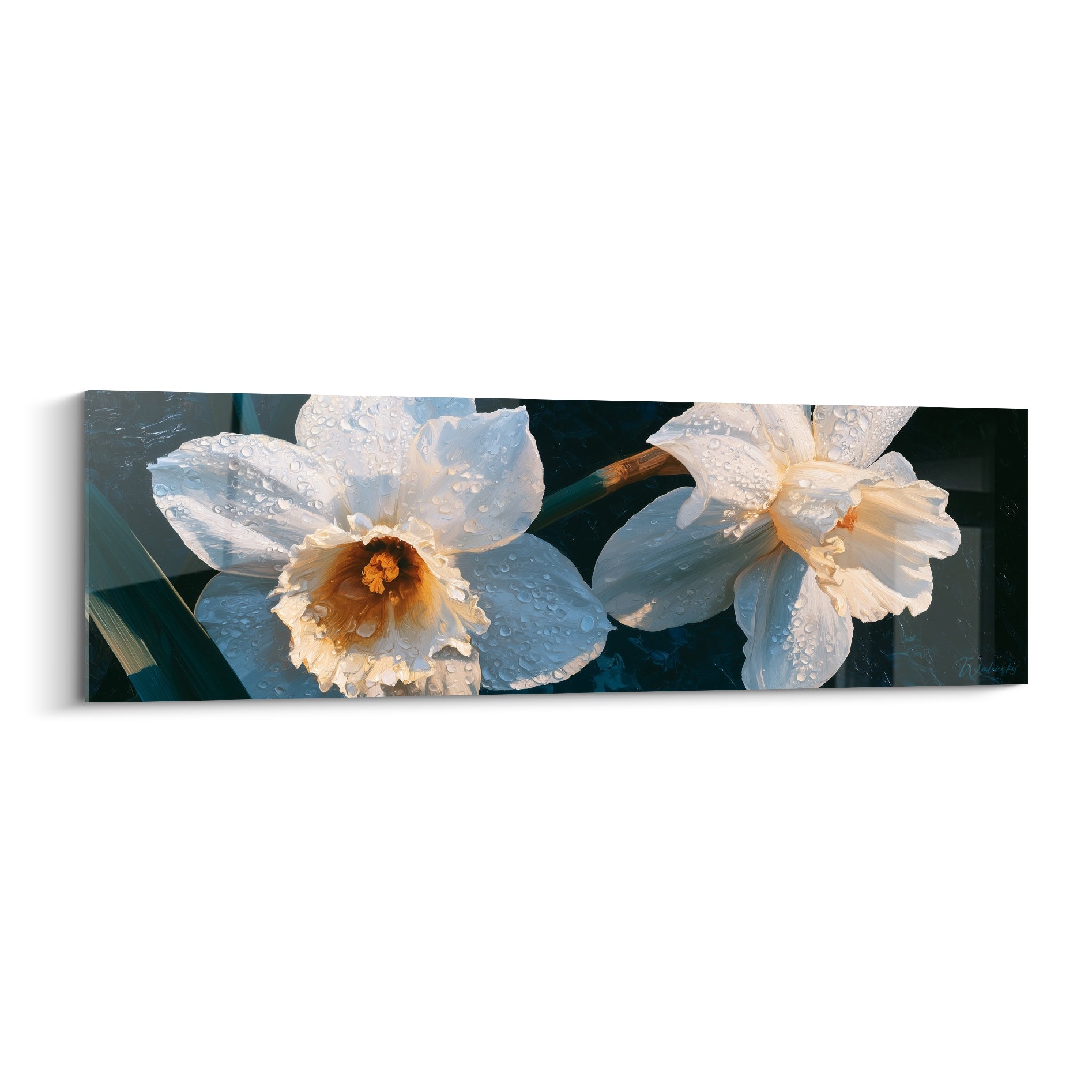 Jonquilles blanches et dorées perlées de rosée sur fond bleu marine profond