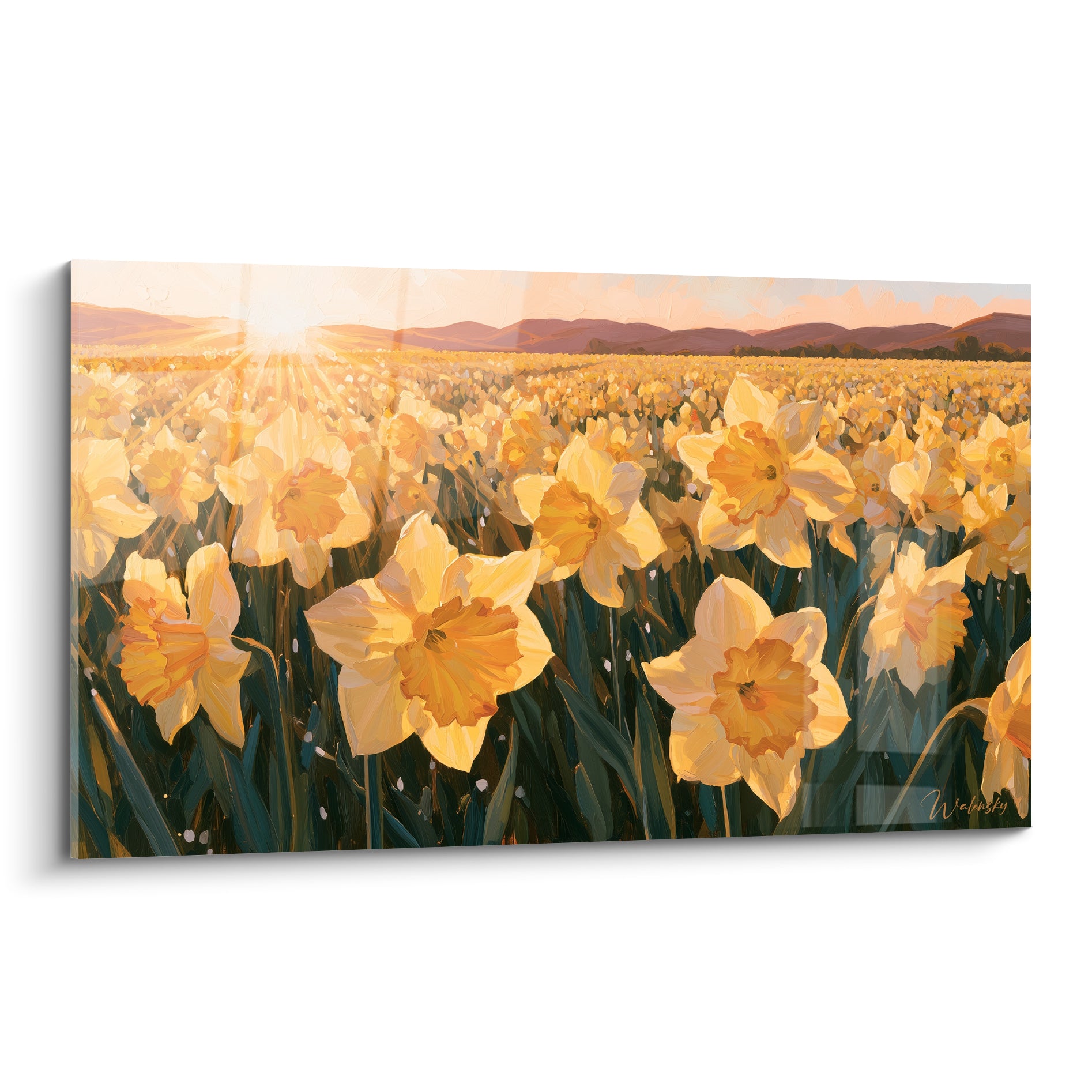 Jonquilles jaune safran et orangé cuivré baignées de lumière dorée en plein champ