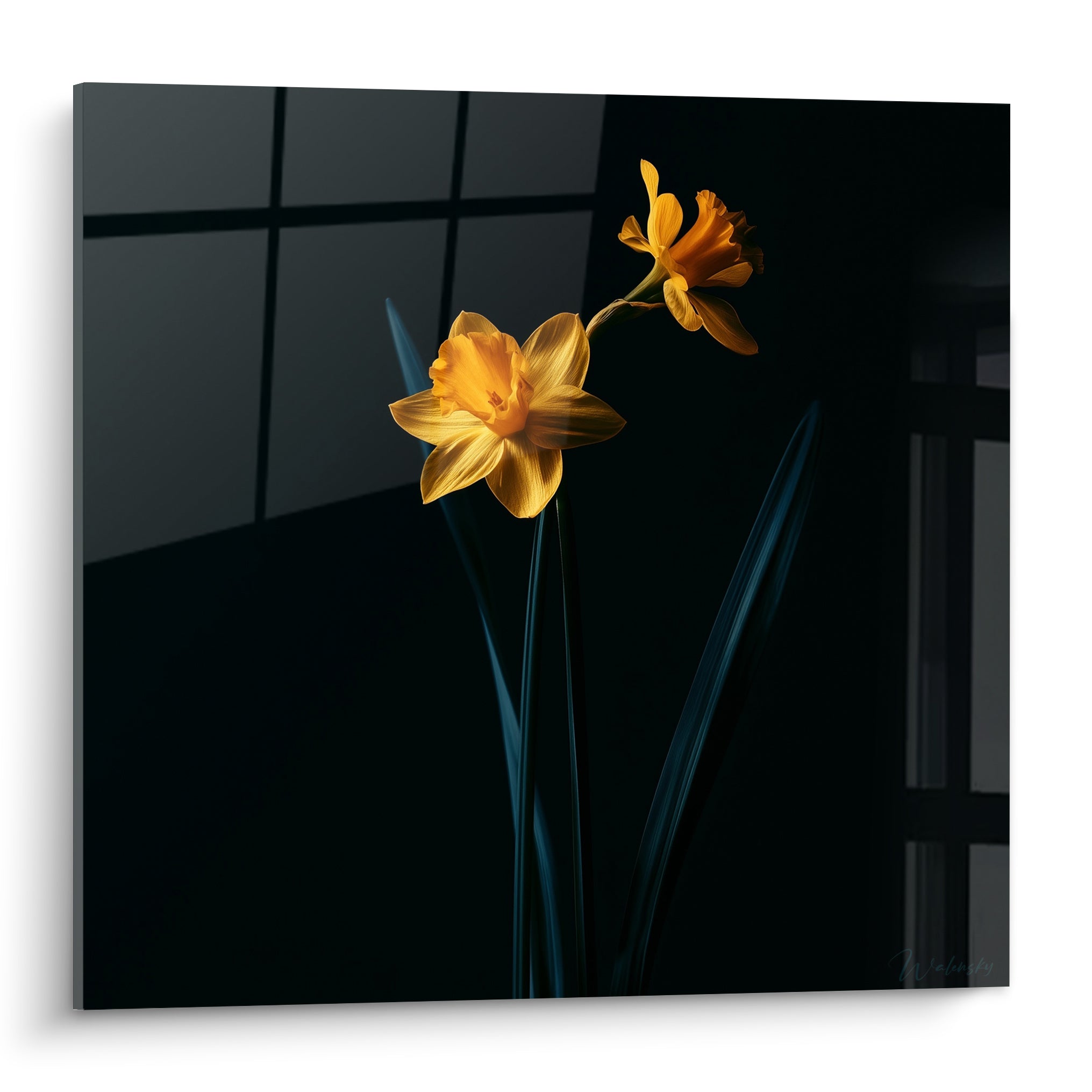 Jonquilles dorées et orangées se détachant sur un fond anthracite profond, pétales lumineux, feuilles bleu nuit effilées