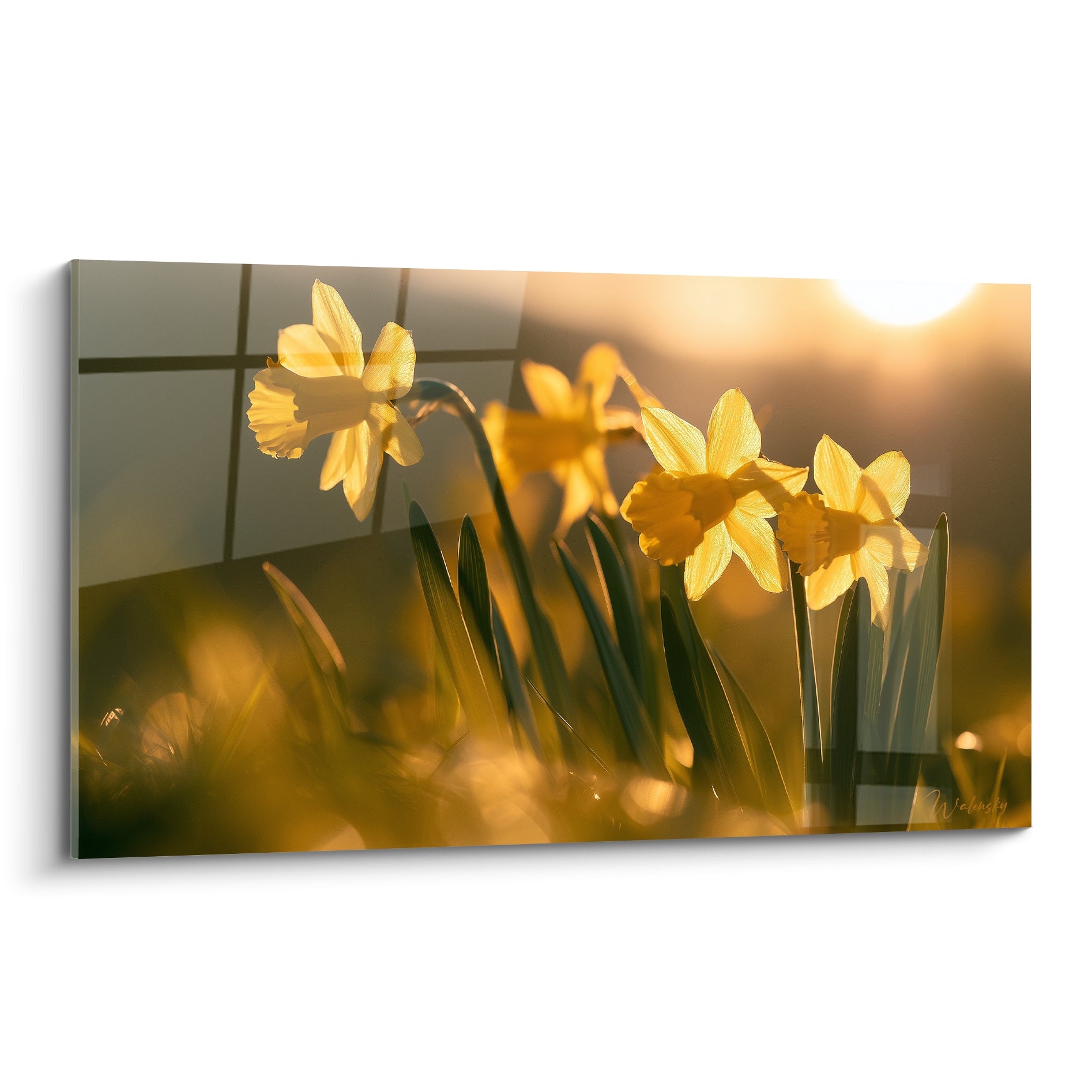 Jonquilles jaune vif et vertes baignées de lumière dorée au coucher du soleil