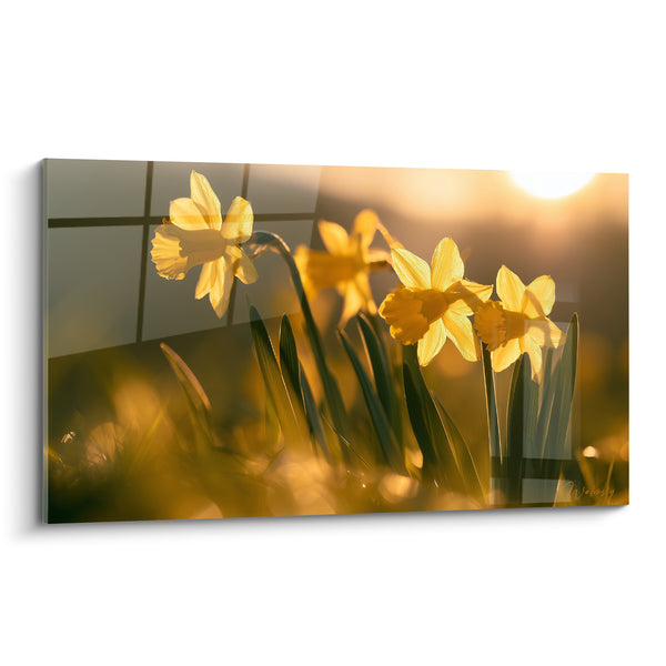 Tableau Jonquilles jaunes et dorées au soleil couchant - Insecte volant flou - Edition Jonquille