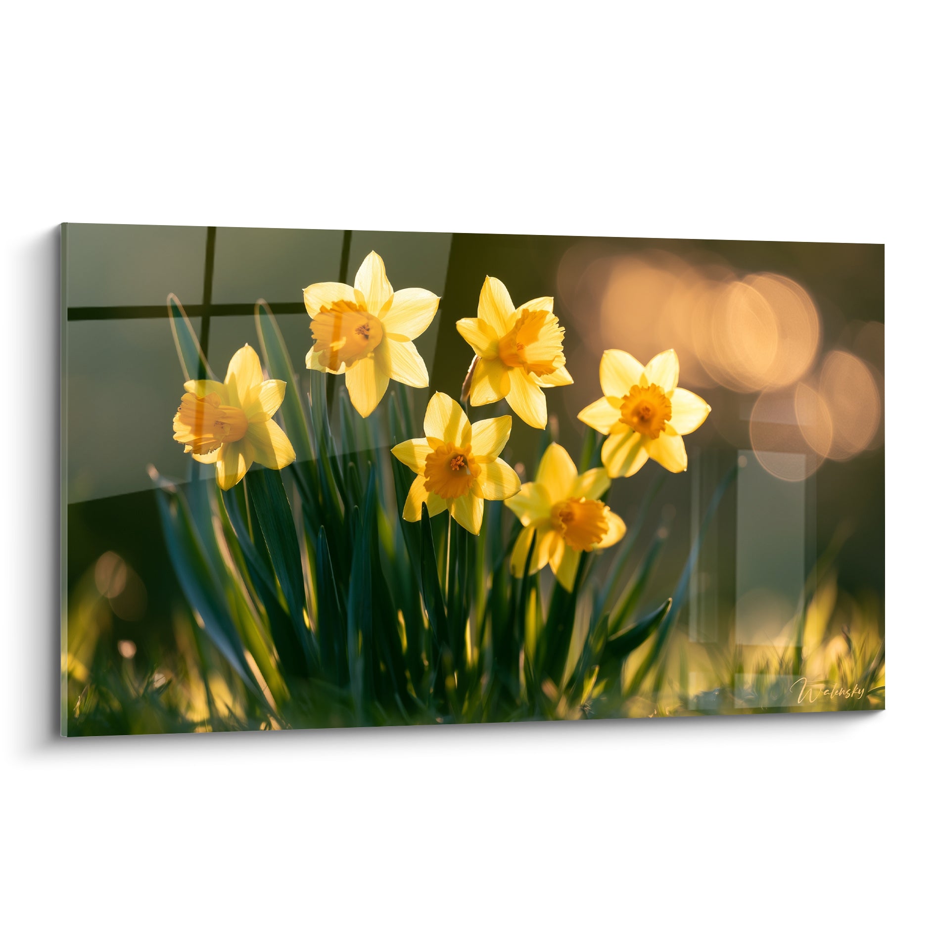 Jonquilles jaunes aux cœurs orangés se dressant sur fond vert et bokeh doré flouté