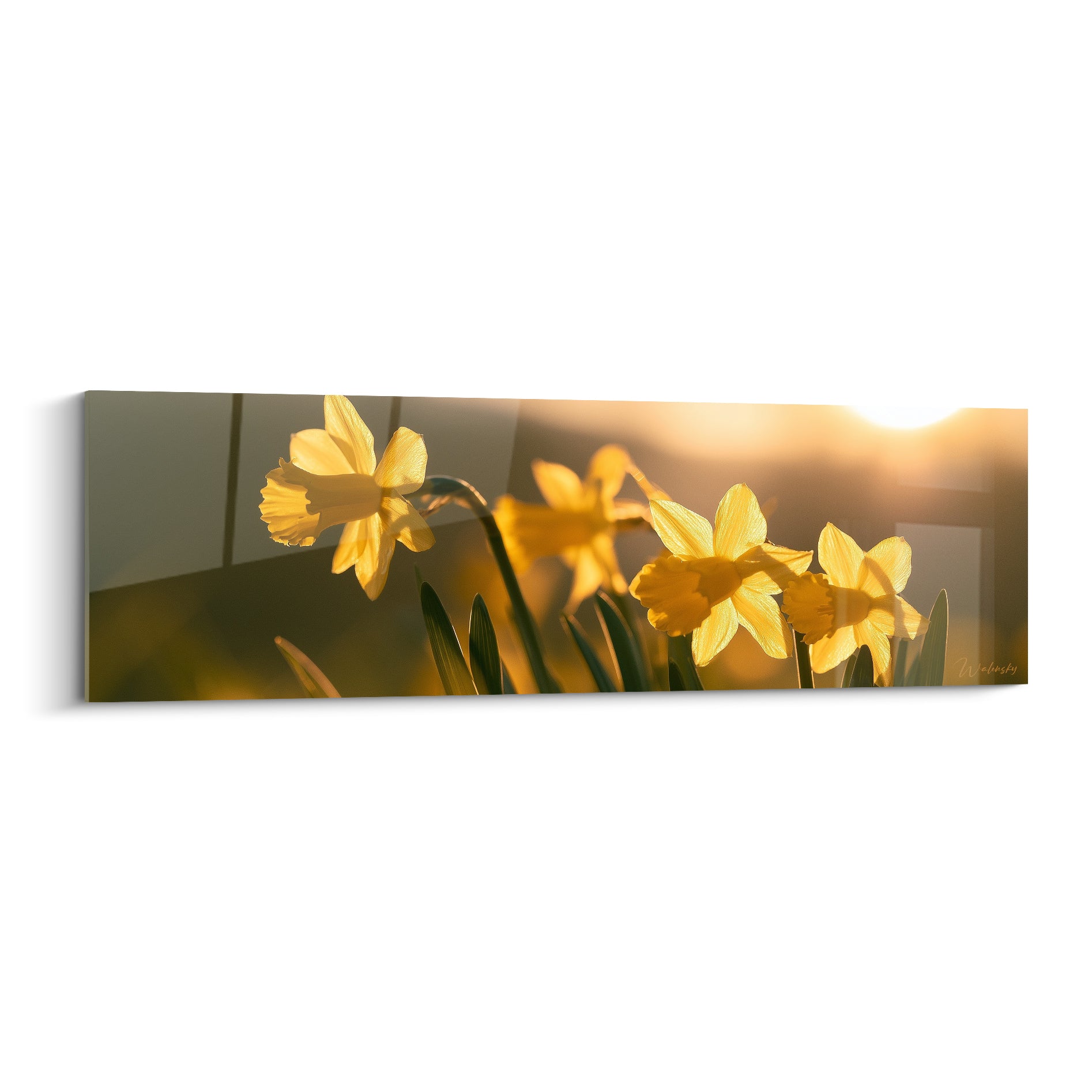 Jonquilles jaunes et orangées baignées de lumière dorée sur fond flou brun