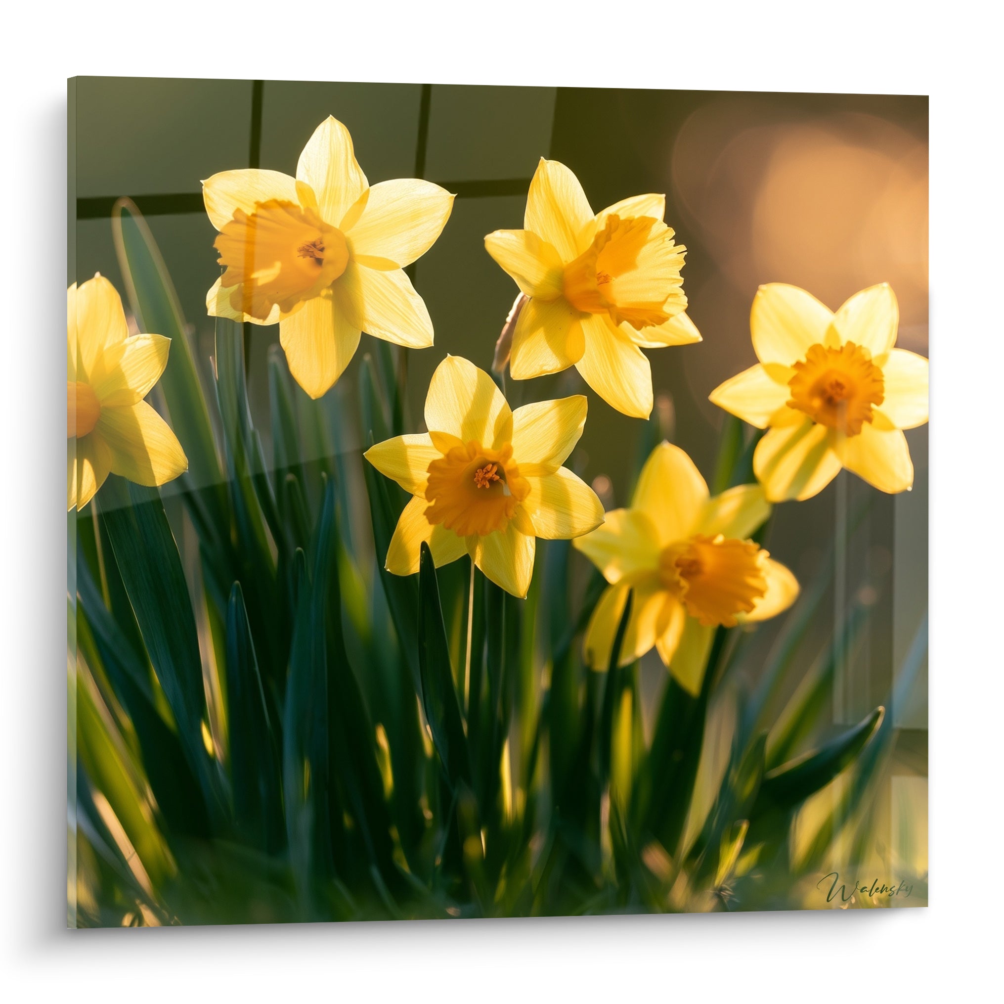 Jonquilles jaunes aux cœurs orangés, pétales lumineux et feuillage vert bouteille en fond flouté