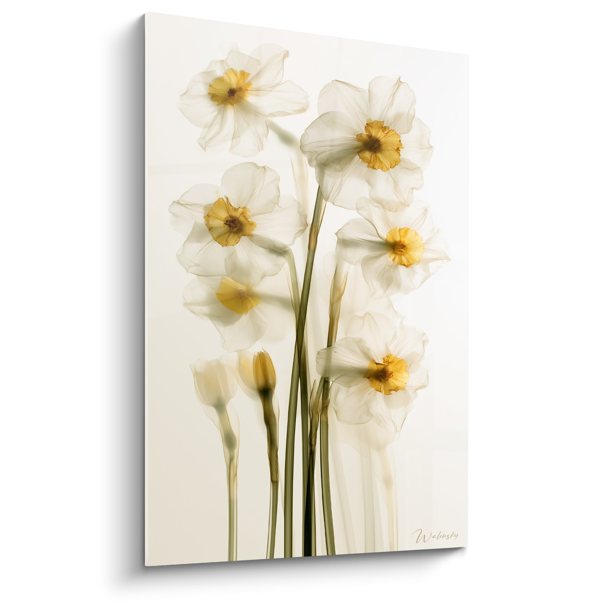 Jonquilles blanc ivoire aux cœurs dorés, pétales translucides sur fond crème lumineux