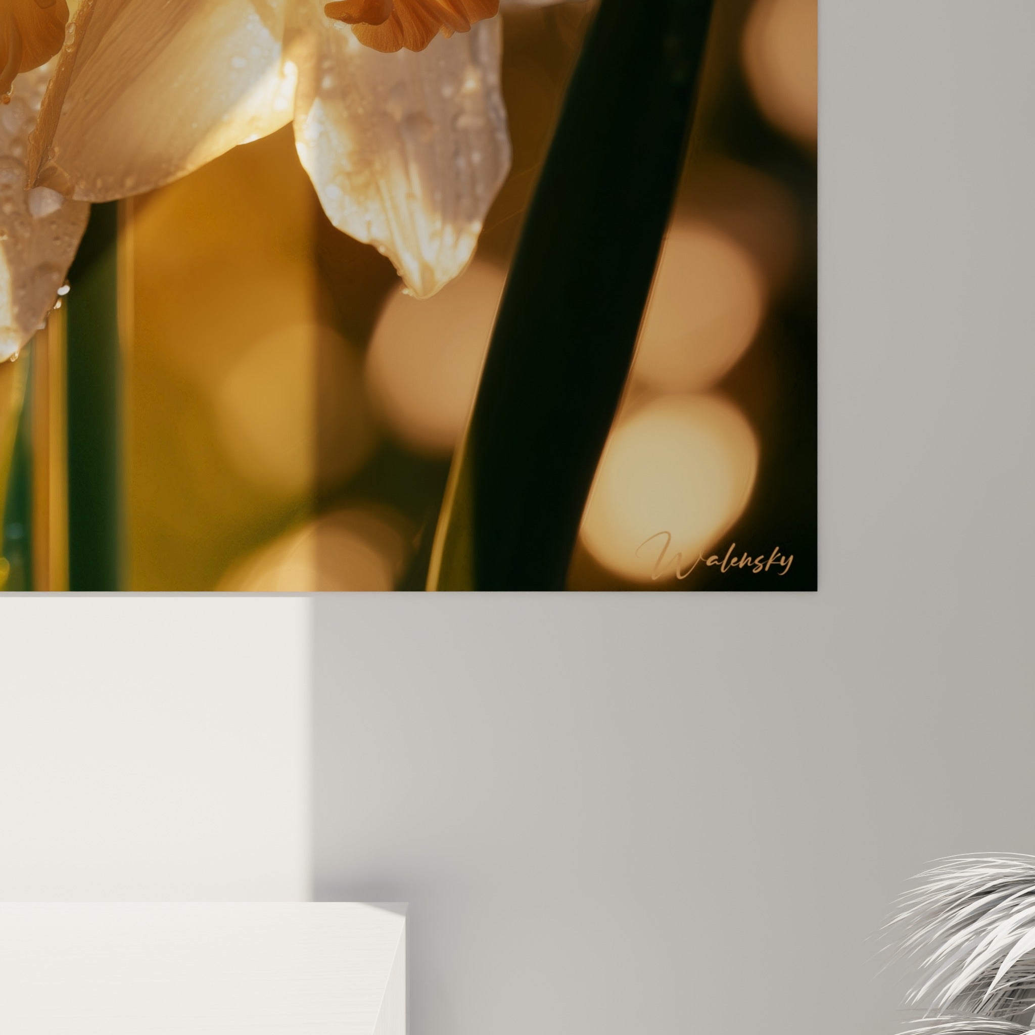 Gouttelettes de rosée sur pétales blancs et cœur orangé de jonquille, grain fin et lumière dorée en gros plan