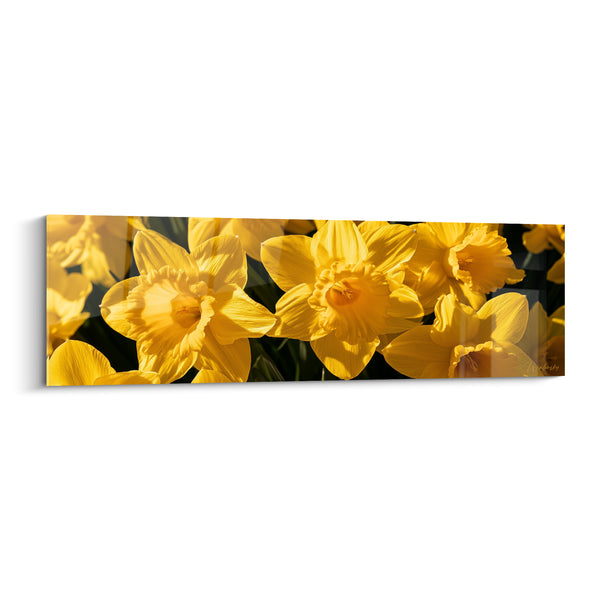 Tableau Jonquilles jaunes et orangées aux corolles froissées serrées - Fond sombre naturel - Edition Jonquille