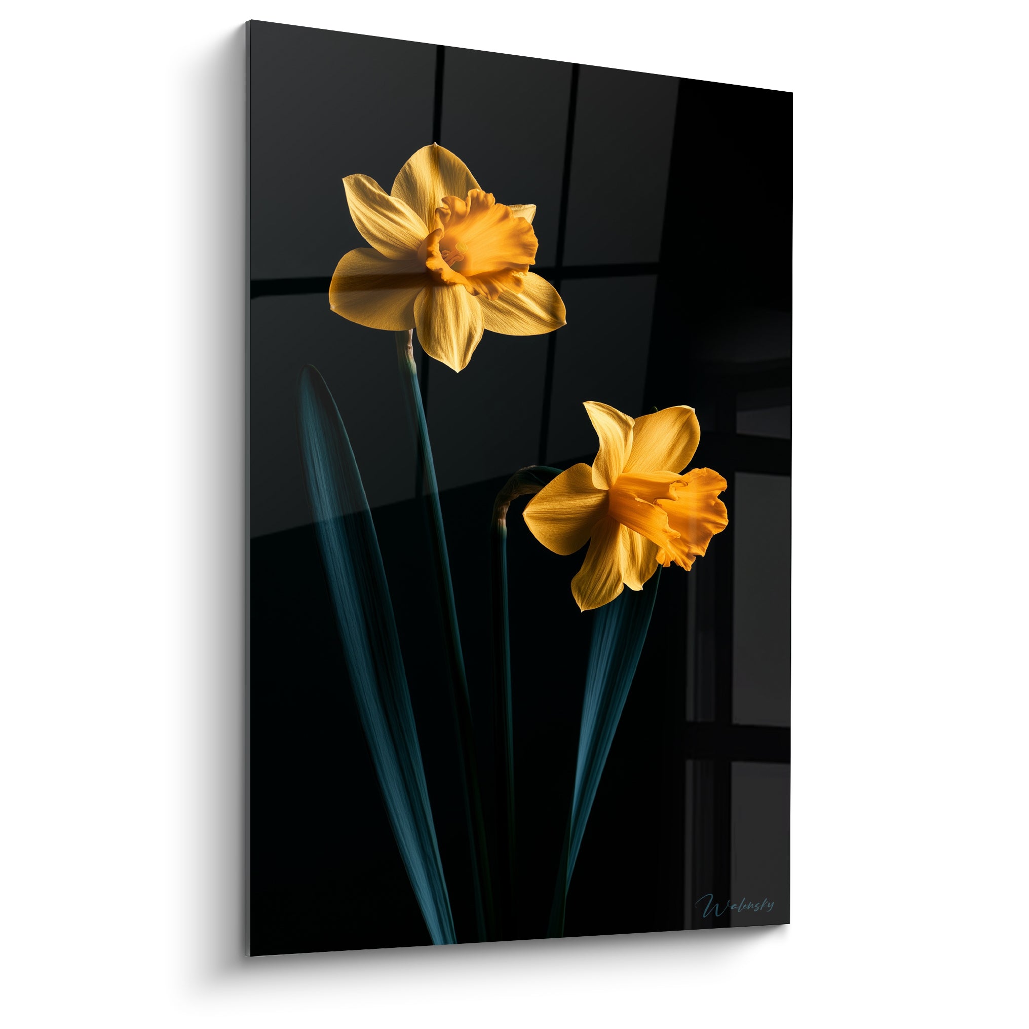 Jonquilles jaune et orangé se détachant sur un fond noir profond aux lignes graphiques discrètes