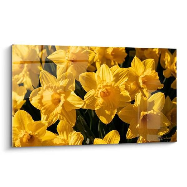Tableau Jonquilles jaunes et vert sombre en lumière rasante - Massif dense de fleurs - Edition Jonquille