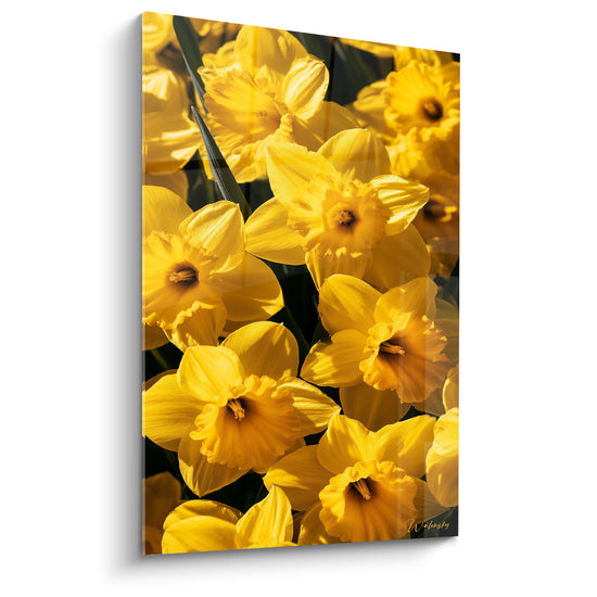 Tableau Jonquilles jaunes et brunes en gros plan serré - Trompettes ensoleillées - Edition Jonquille