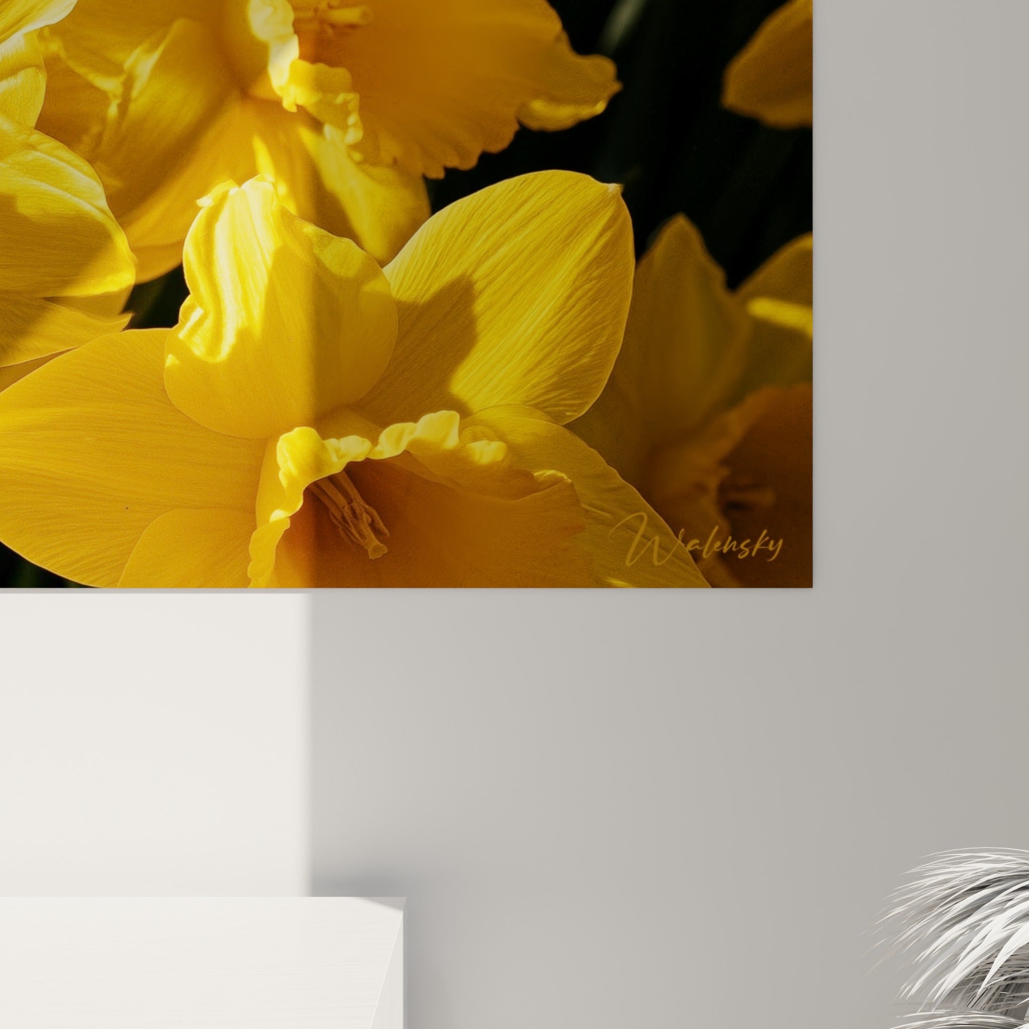 Détail rapproché des pétales de jonquille jaune, texture fine et coulures de lumière dorée visibles