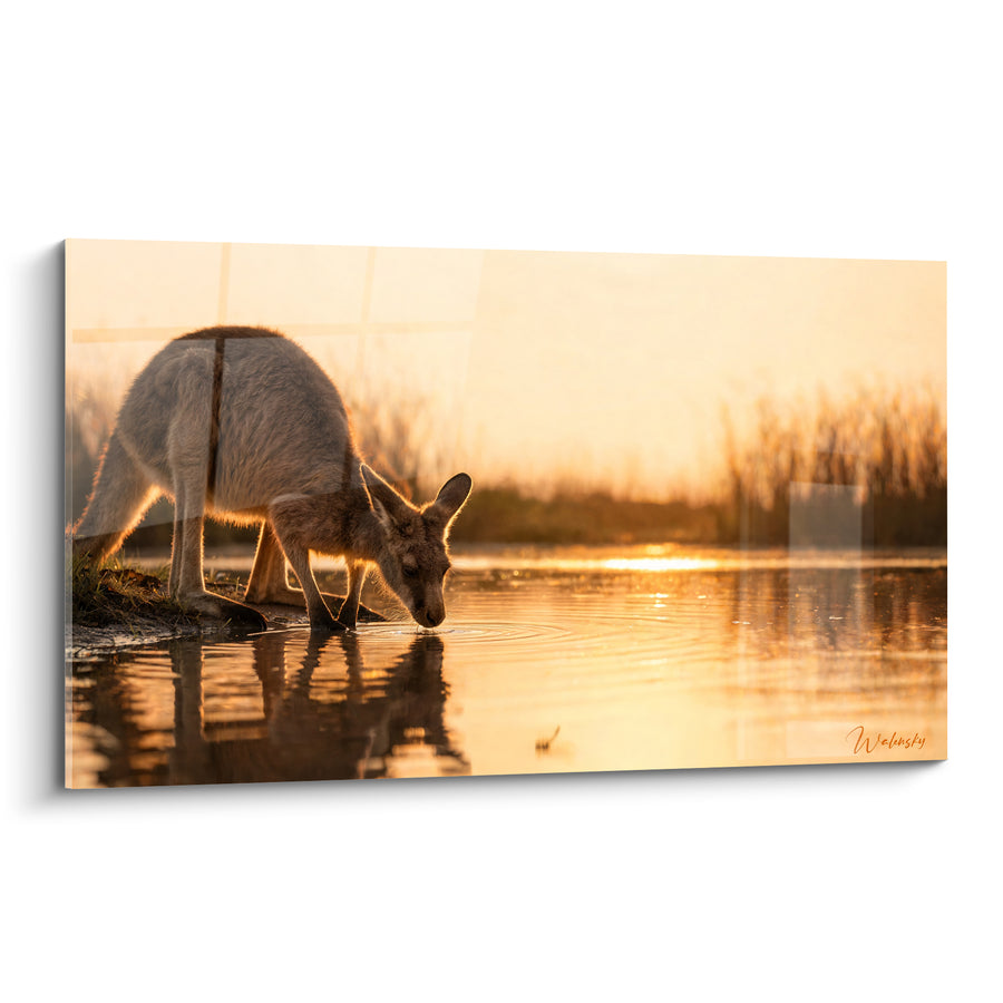 Tableau Kangourou penché buvant au point d'eau doré - Halte au crépuscule - Edition Kangourou