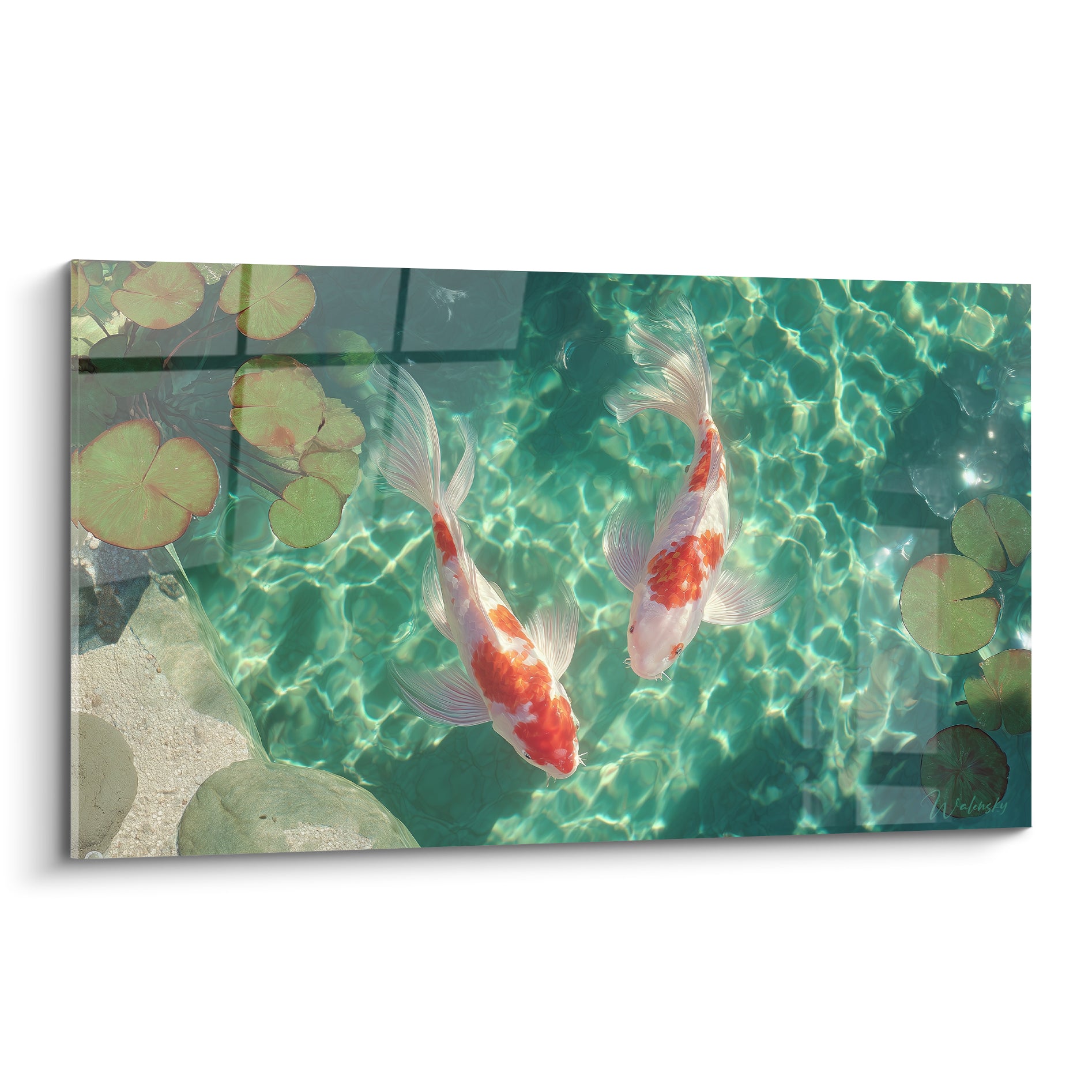 Carpes Koi blanches et orange nageant dans une eau turquoise parsemée de nénuphars verts