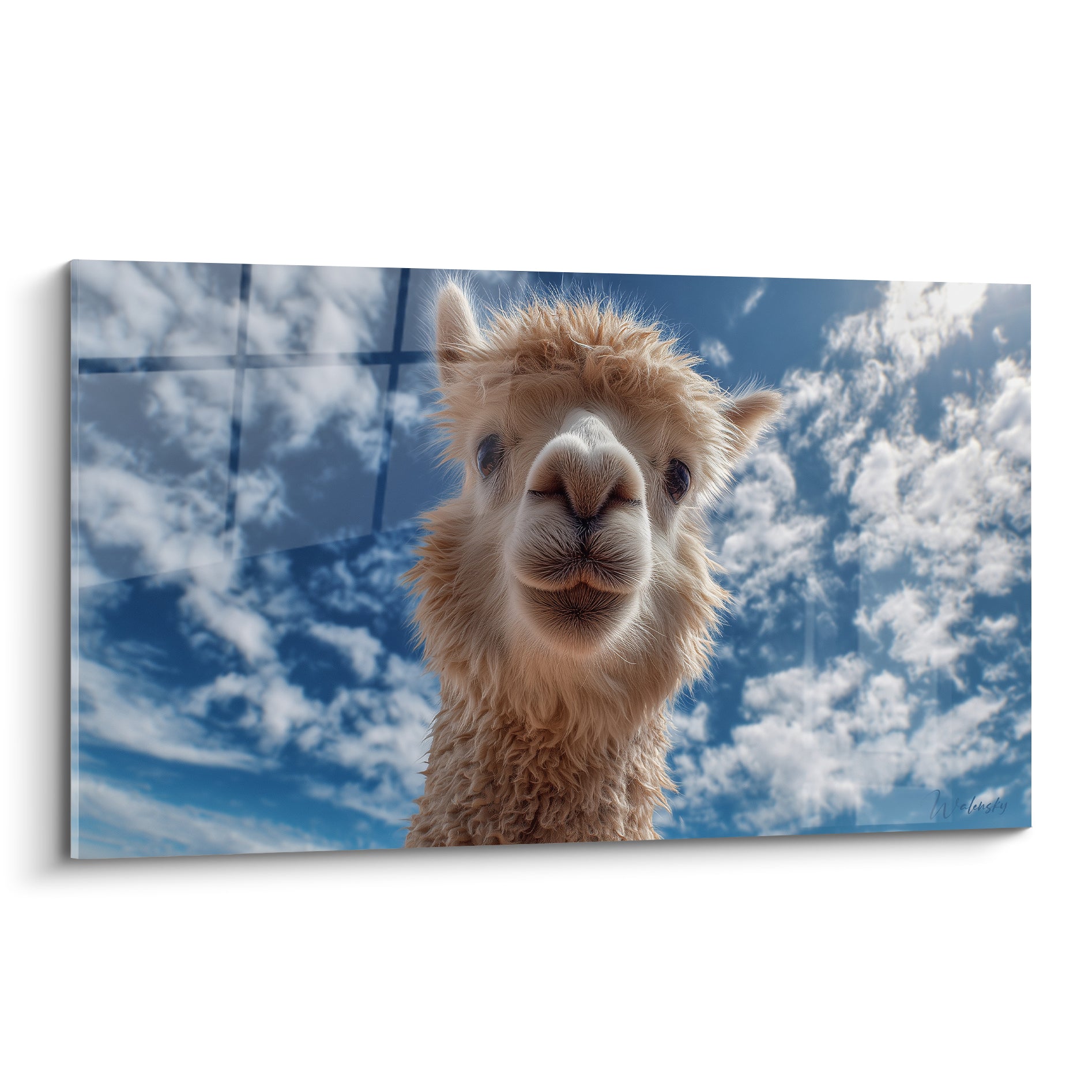 Lama beige au museau blanc fixant l'objectif sous un ciel bleu parsemé de nuages cotonneux