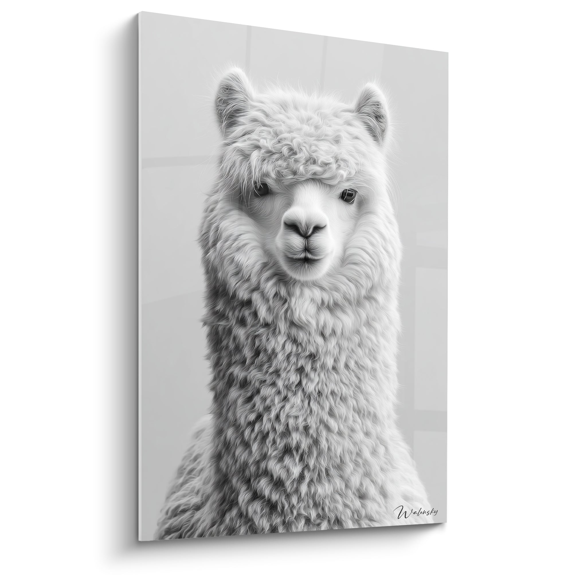 Lama blanc et gris au regard doux, pelage bouclé texturé en gros plan sur fond neutre