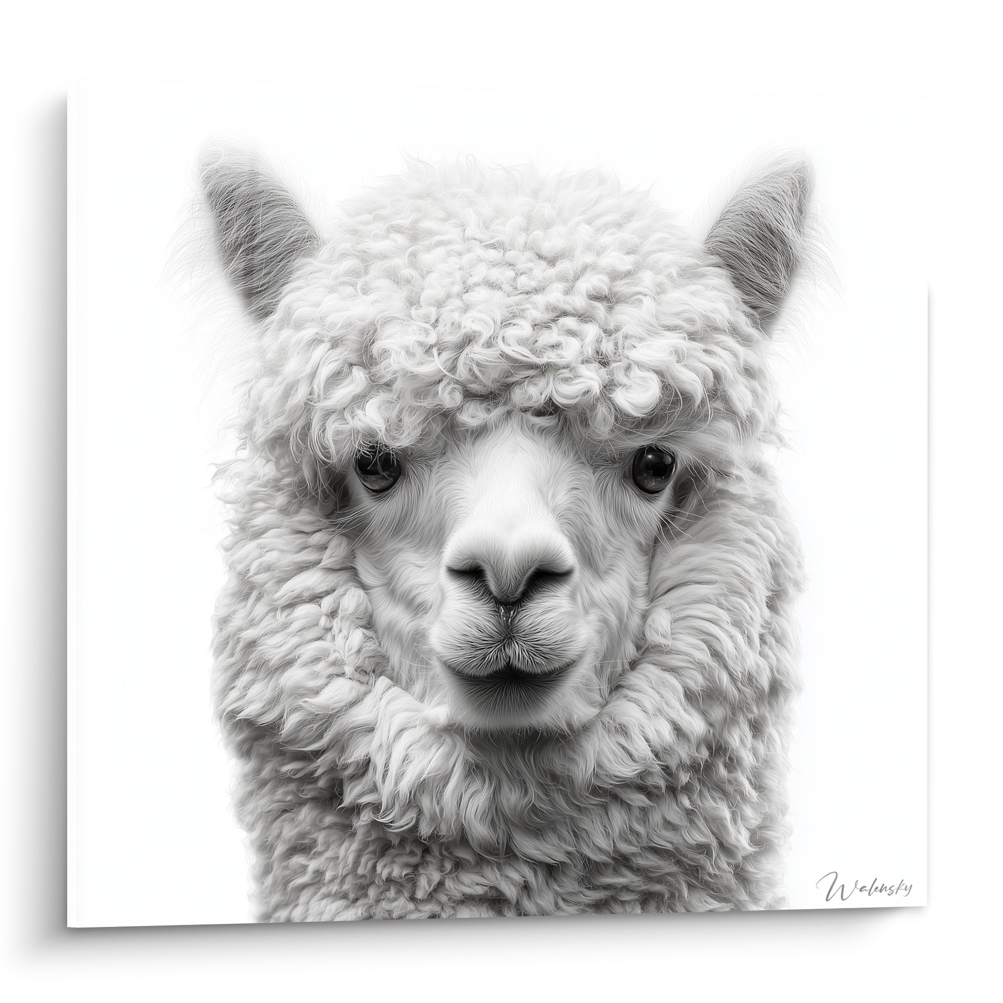 Lama blanc au pelage bouclé et oreilles grises, regard sombre et intense sur fond clair
