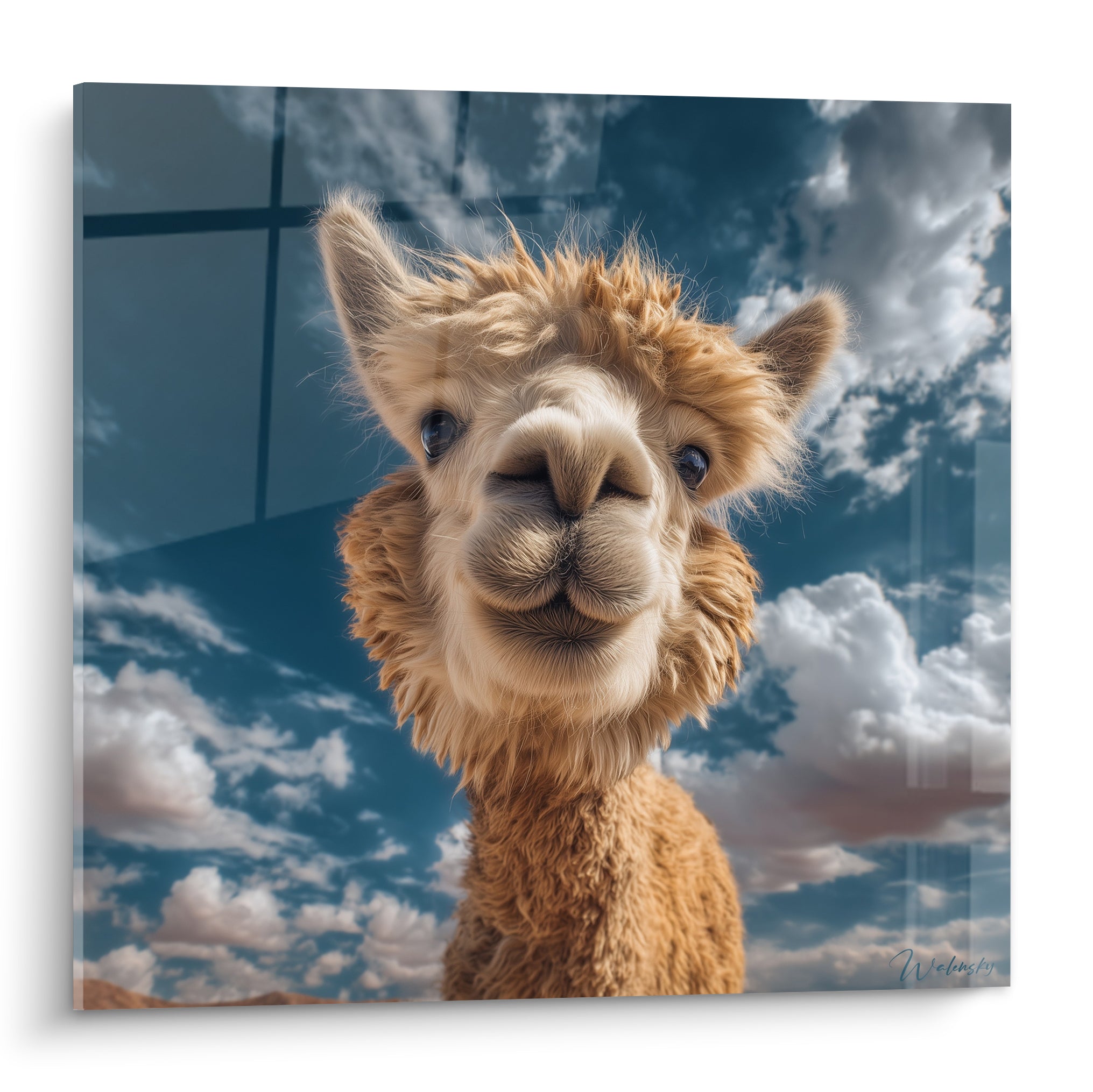 Lama fauve au regard espiègle se détache sur un ciel bleu marine parsemé de nuages blancs