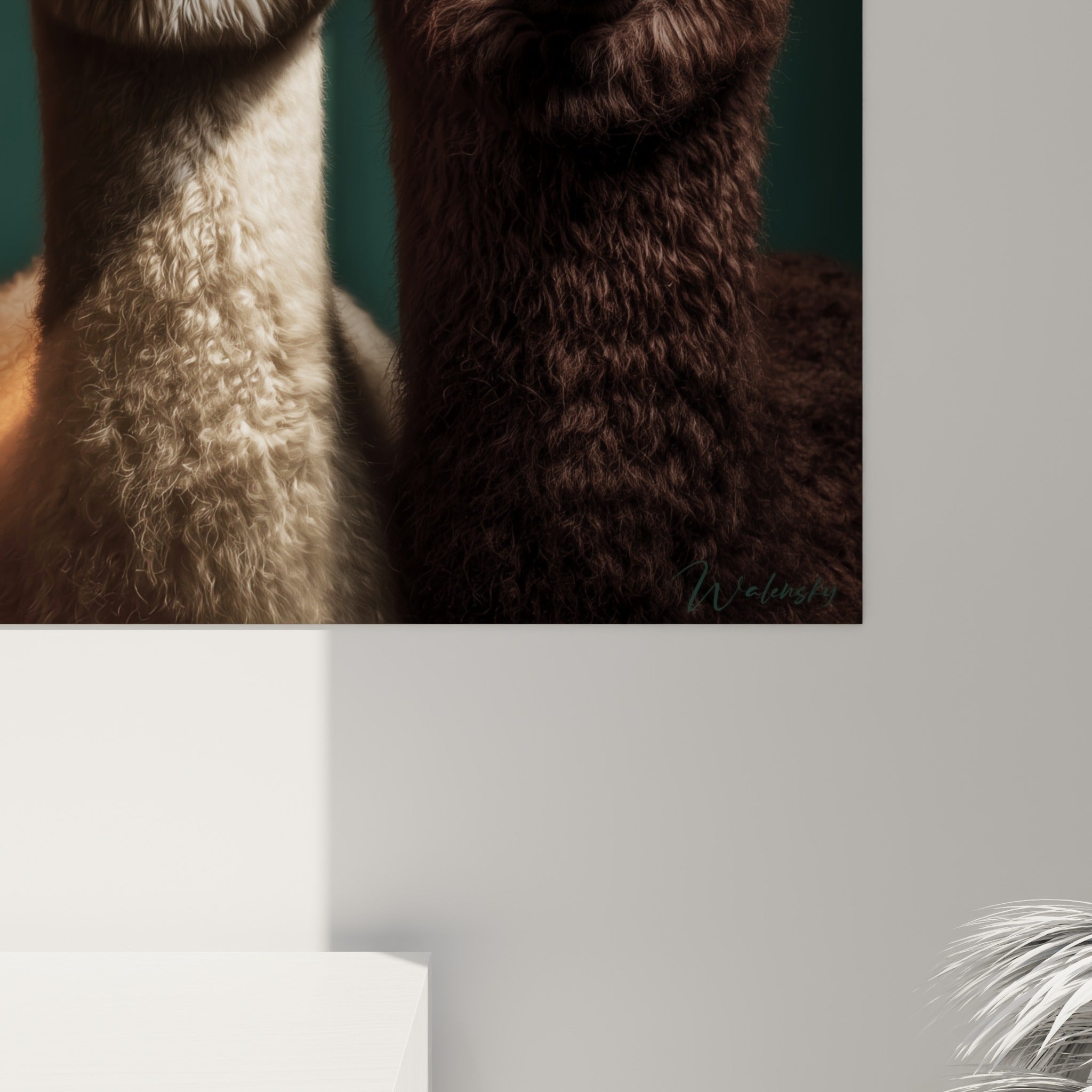 Détail du pelage bouclé crème et brun des lamas, texture laineuse et reflets orangés visibles de près
