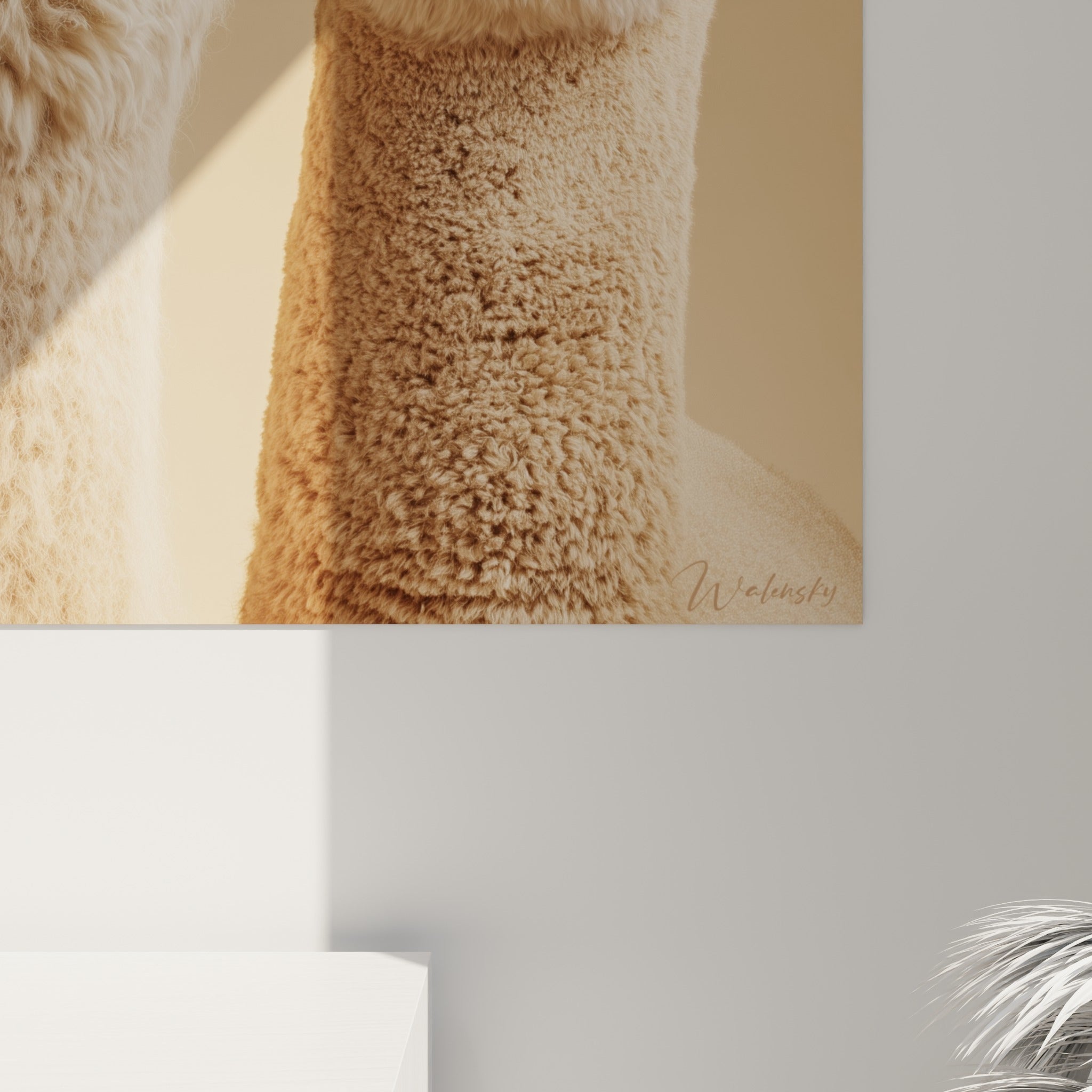Détail du pelage bouclé beige et brun des lamas révélant la texture laineuse et les reflets dorés des lunettes