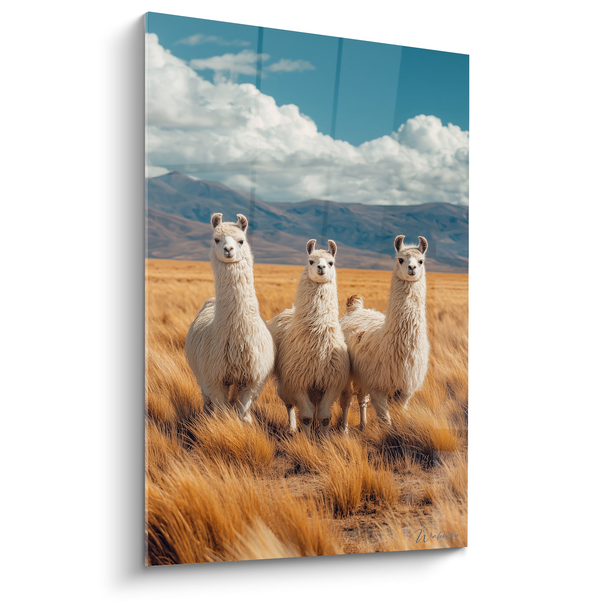 Trois lamas blancs et beiges dressés dans une prairie ocre sous un ciel bleu éclatant