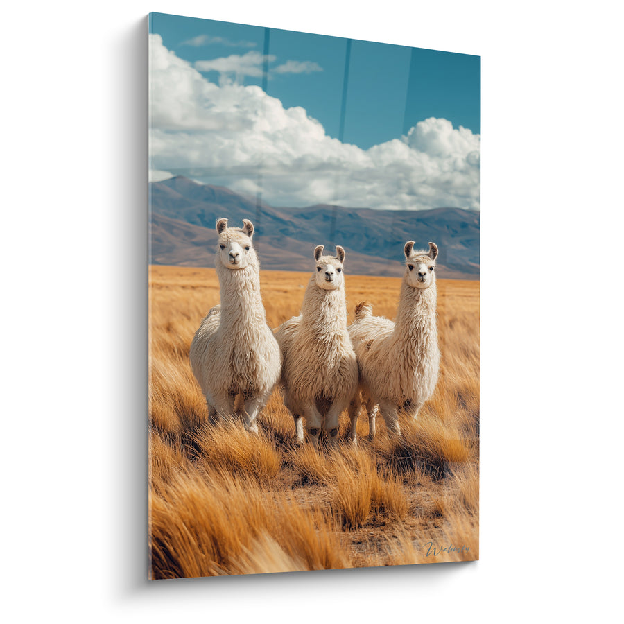 Tableau Trio de lamas blancs sur plaine dorée - Veille sur les hauteurs - Edition Lama