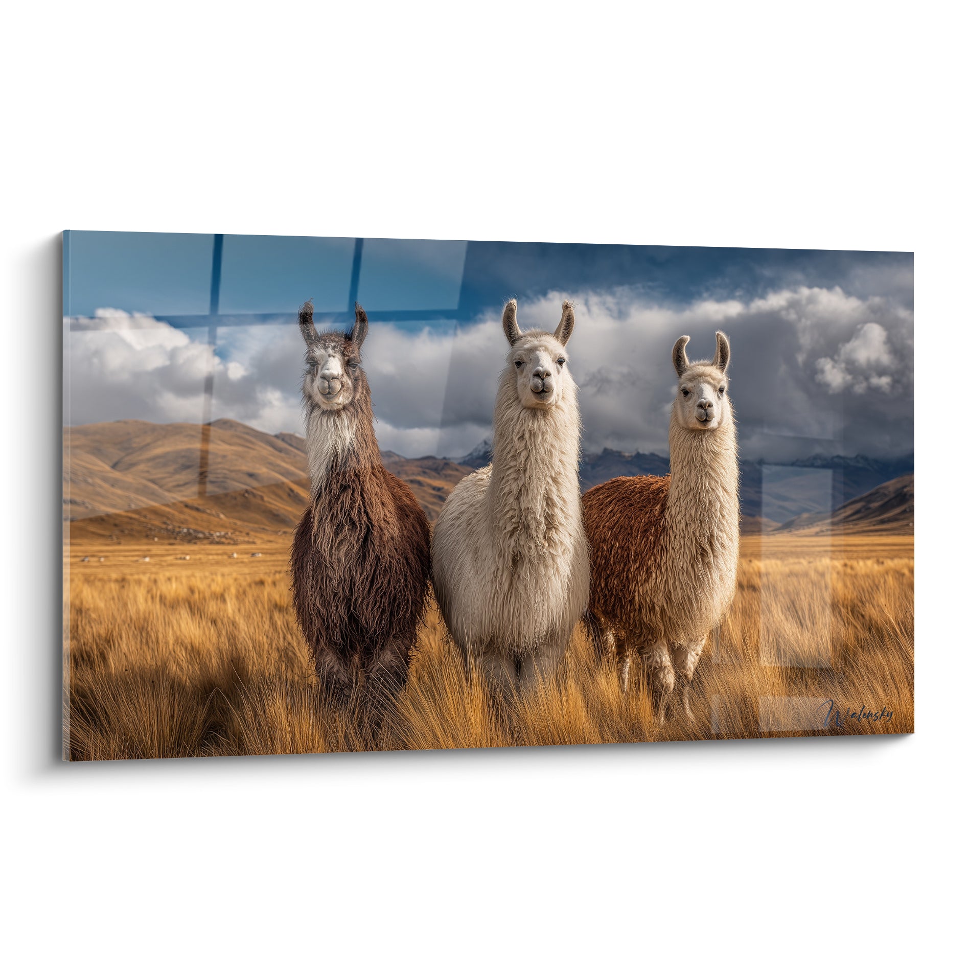 Trois lamas bruns et blancs debout dans une prairie dorée sous un ciel orageux bleu marine