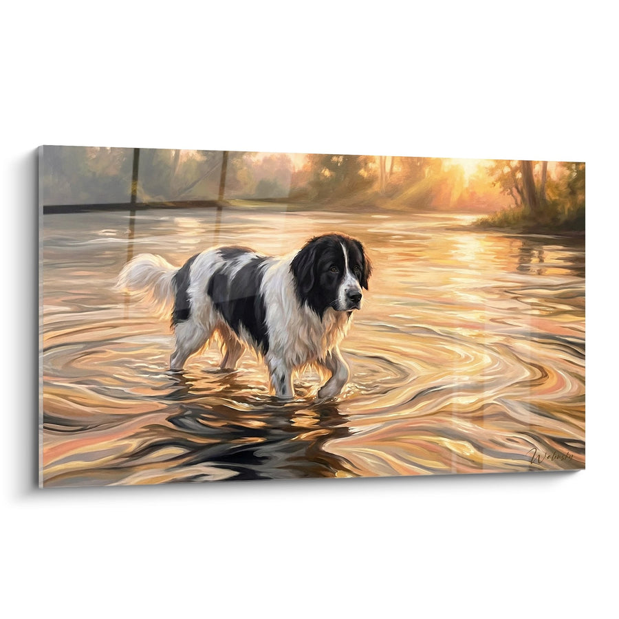 Tableau Landseer dans l'Eau aux Reflets Dorés - Baignade Lumineuse - Edition Landseer