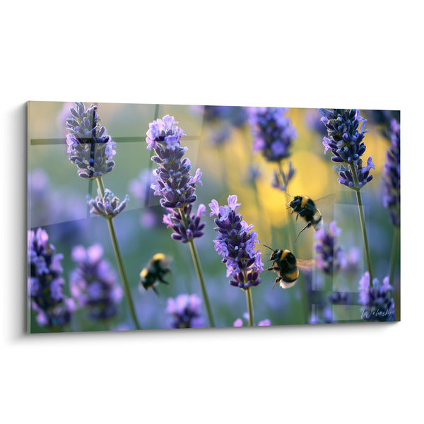 Tableau Bourdons violets et dorés en champ - Butinage doré - Edition Lavande