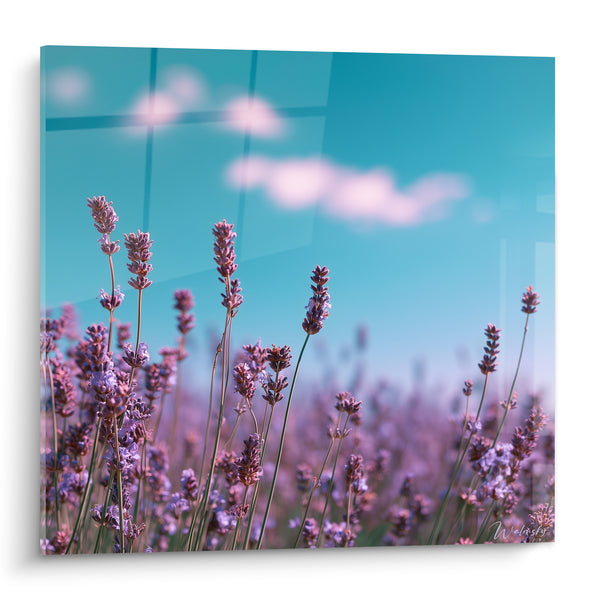 Tableau Épis violets sous ciel turquoise nuageux - Nuages cotonneux - Edition Lavande