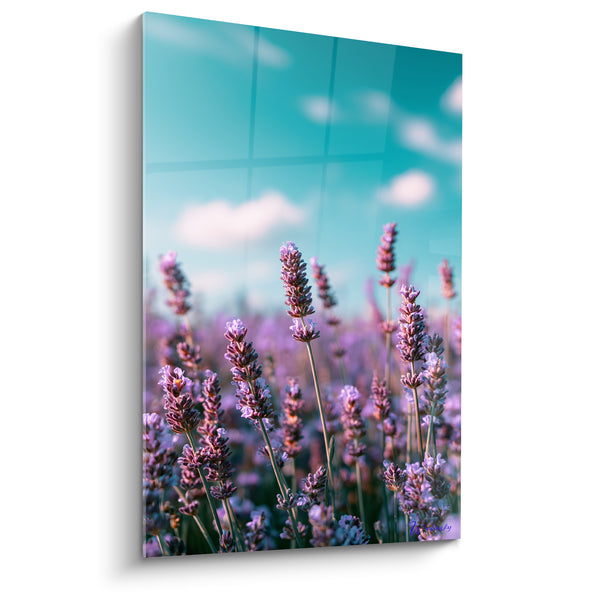 Tableau Épis violets et ciel turquoise nuageux - Petits nuages cotonneux - Edition Lavande