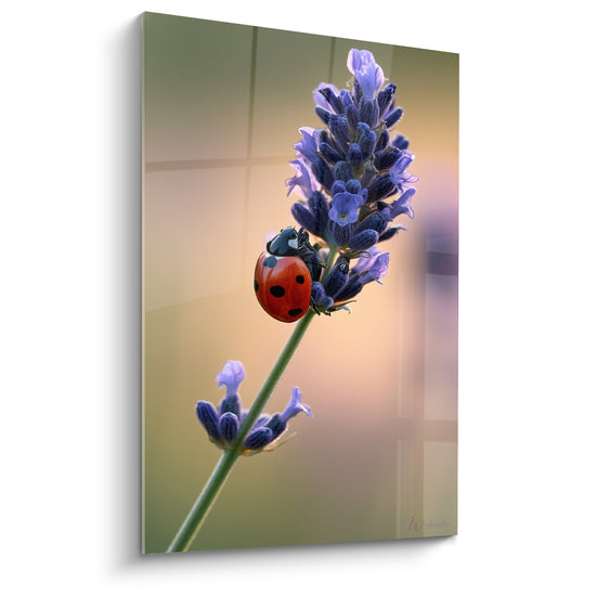 Tableau Coccinelle rouge et bleu sur épi fleuri - Insecte grimpant la tige - Edition Lavande