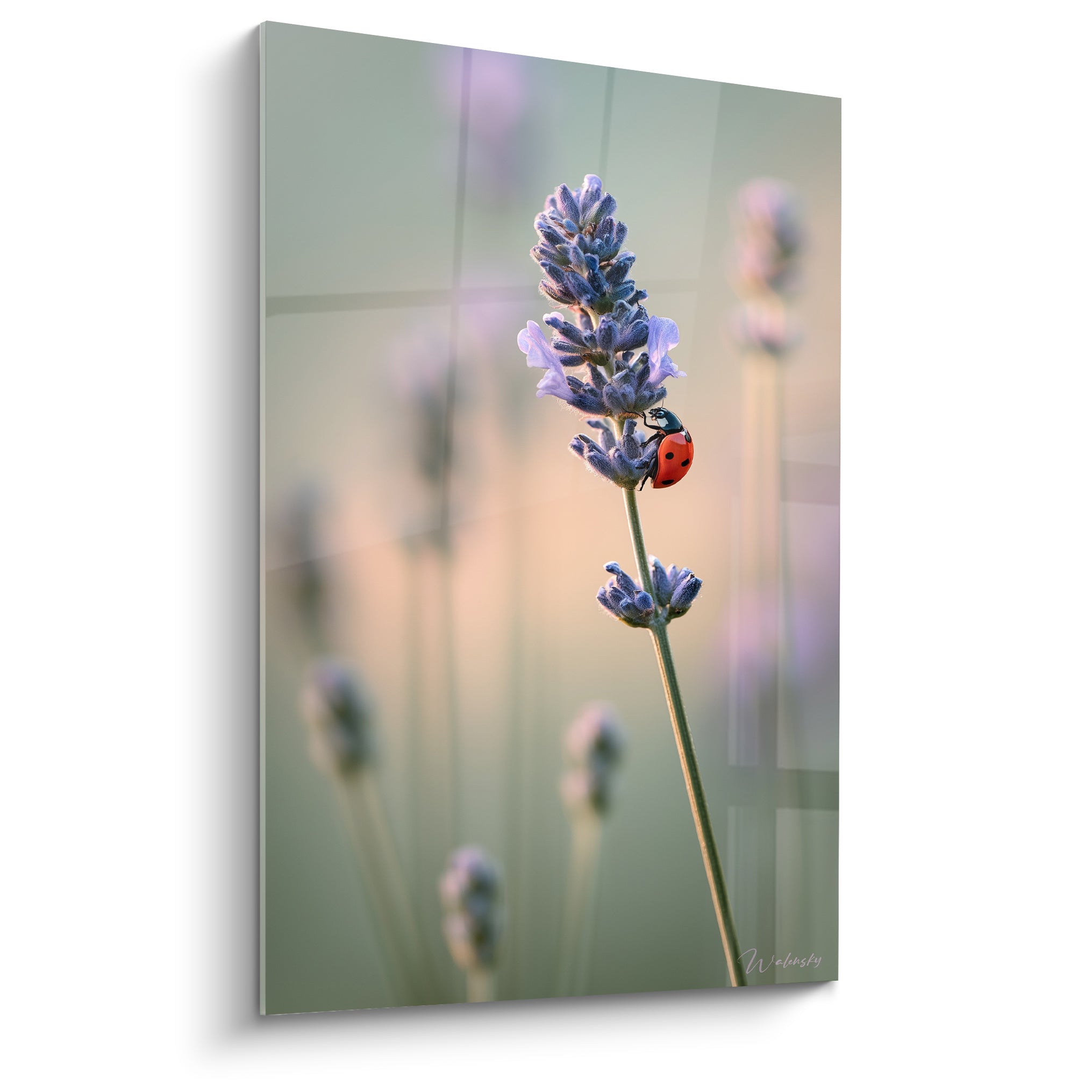 Coccinelle rouge posée sur un épi de lavande violette aux fleurs mauves détaillées