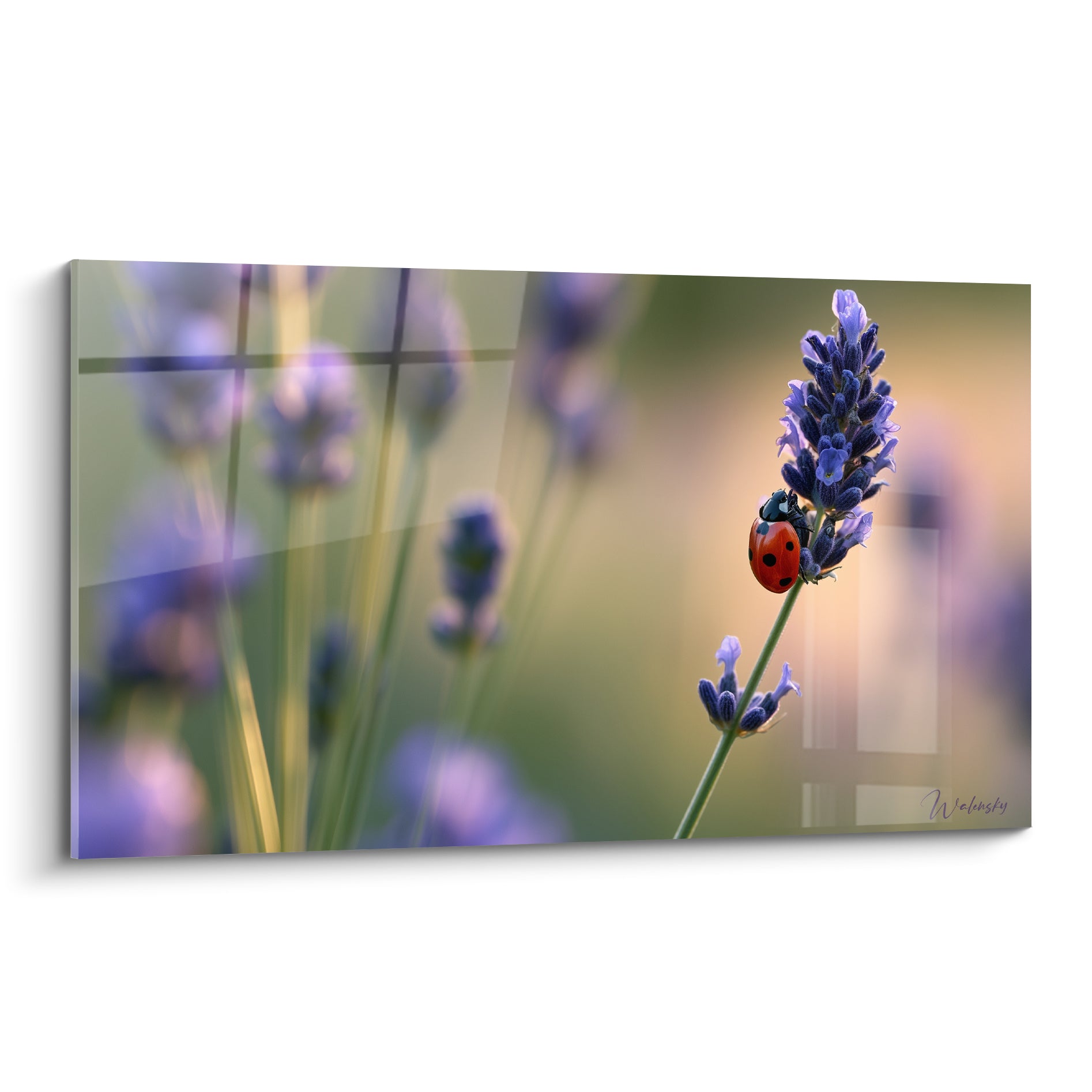 Coccinelle rouge posée sur un épi de lavande violette, fond flou vert et doré