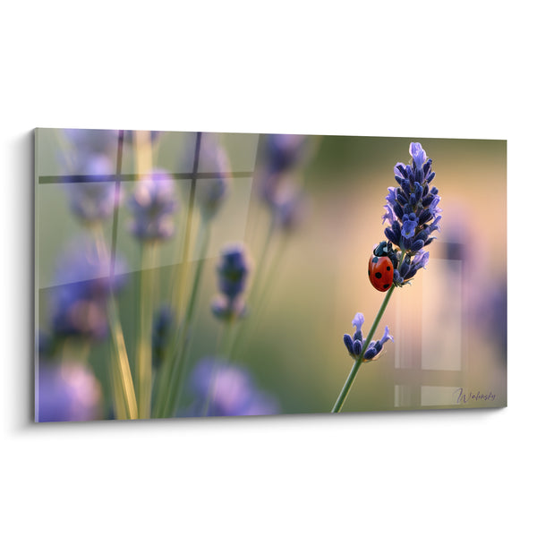 Tableau Coccinelle rouge sur épi violet - Halte estivale - Edition Lavande