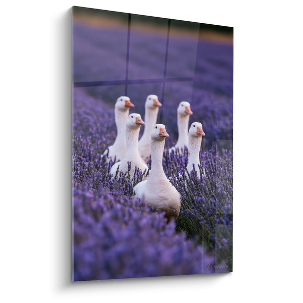 Tableau Oies blanches parmi champ mauve - Promenade au crépuscule - Edition Lavande