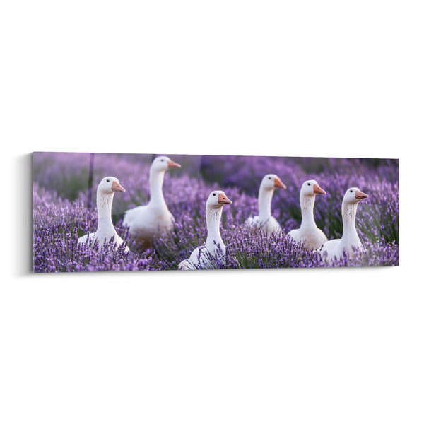 Tableau Oies blanches parmi champ violet - Balade parfumée - Edition Lavande