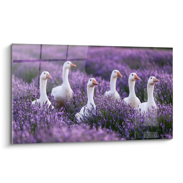 Tableau Oies blanches et champ violet - Promenade parfumée - Edition Lavande