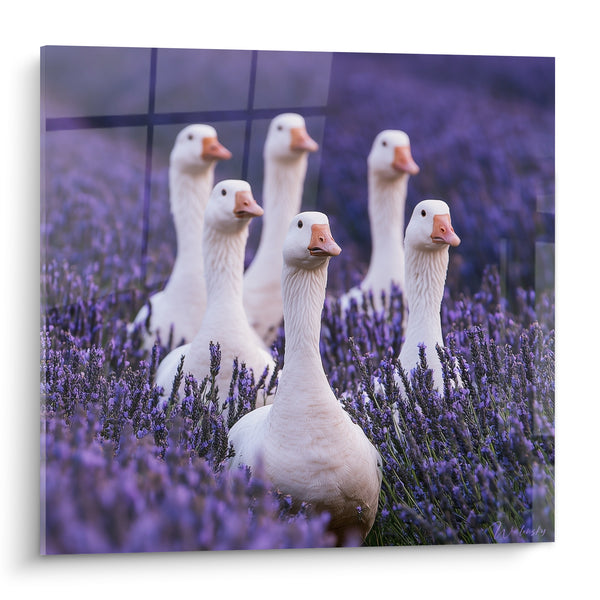 Tableau Oies blanches parmi les fleurs violettes - Curiosité champêtre - Edition Lavande