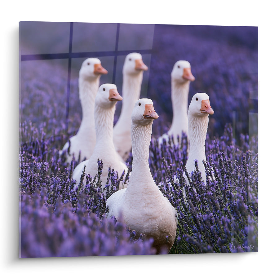 Tableau Oies blanches parmi les fleurs violettes - Curiosité champêtre - Edition Lavande