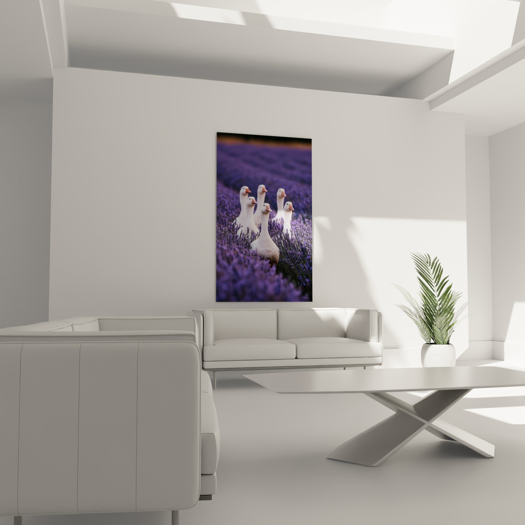 Troupe d'oies au plumage blanc et bec orangé au-dessus d'un canapé dans un salon lumineux