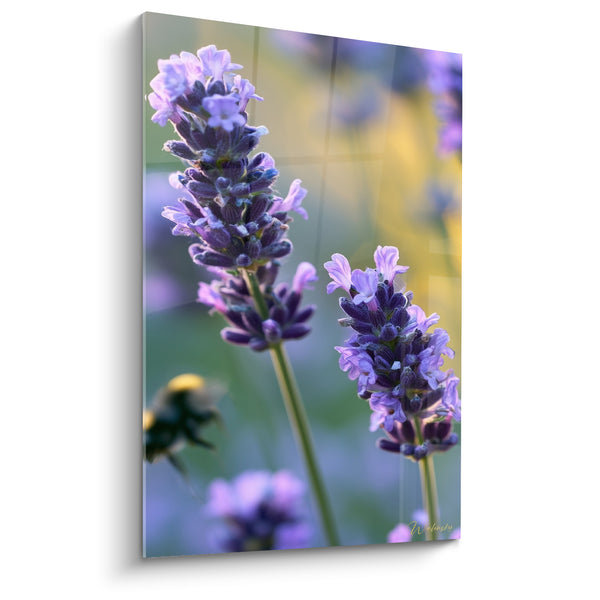 Tableau Épis violets et verts au bourdon flou - Insecte en vol - Edition Lavande