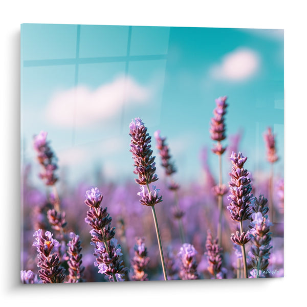 Tableau Épis violets et ciel turquoise - Souffle d'été provençal - Edition Lavande