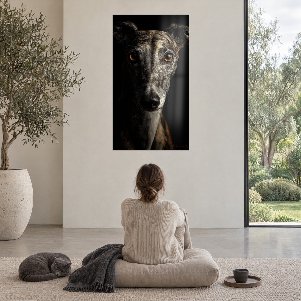 Πίνακας ριγέ whippet σε κοντινό πλάνο, μαύρη μουσούδα, πορτοκαλί μάτια, μαύρο φόντο, θαυμάζεται από καθισμένη γυναίκα από την πλάτη με μια γκρι γάτα