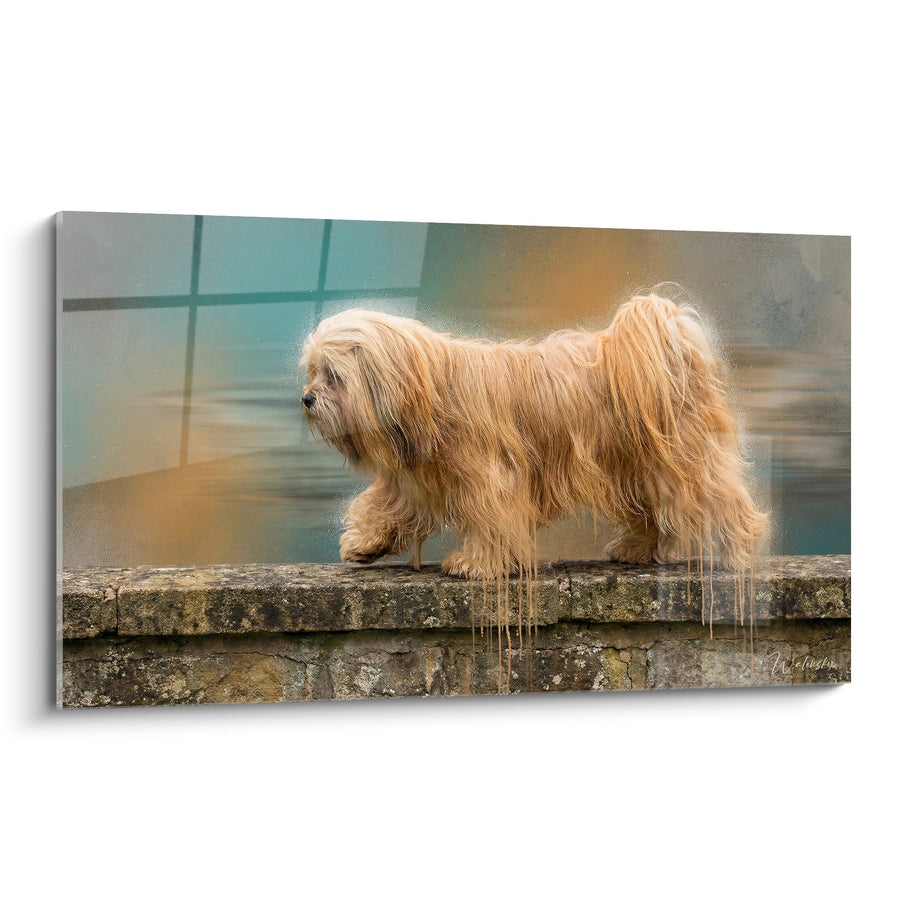 Tableau Lhassa Apso aux Poils Dorés sur Muret de Pierre - Élégance Canine - Edition Lhassa Apso